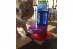 Fontaine-pour-chat